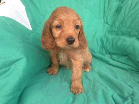 Cocker Spaniel Hembras Y Machos Color Caramelo En Medellin Animales Mascotas 3933